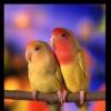 LOVE BIRDS