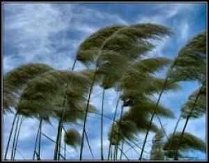 The Mysteries in Nature's Stead: The Wind